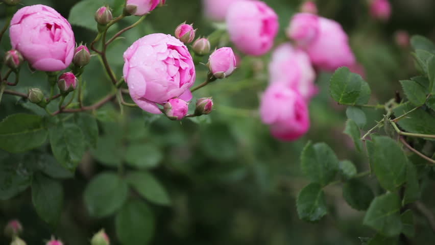Are there roses in japan