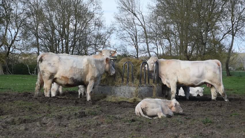 Hd00 21cows And Calves In The Field Near Hay Feeder