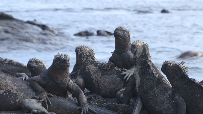 Header of iguanas