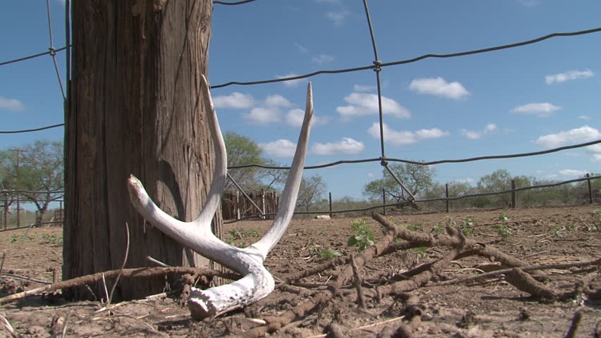 Header of antler
