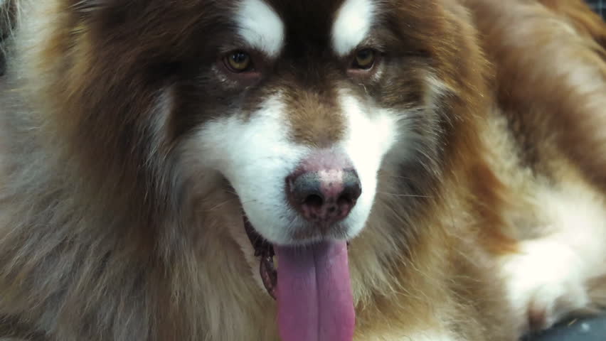 Giant Alaskan Malamute So Hot Stock Footage Video 100 Royalty
