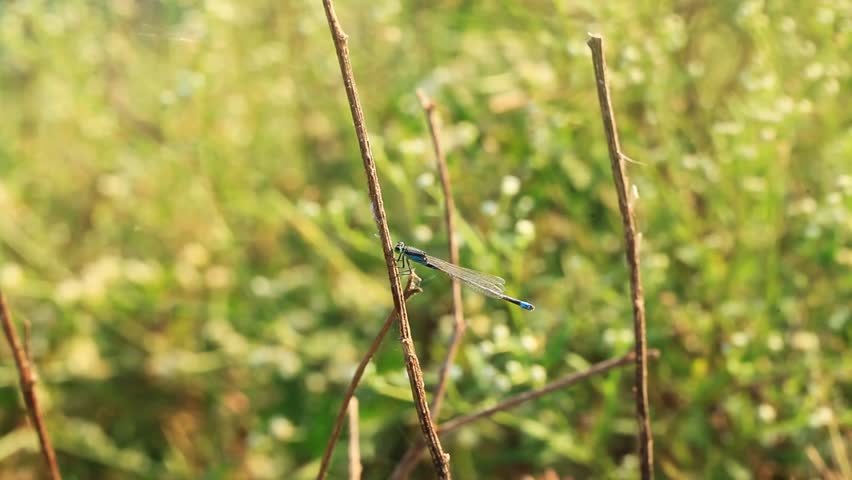 Header of Odonata