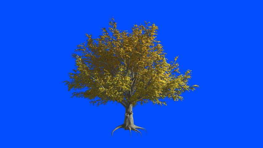 Header of American elm