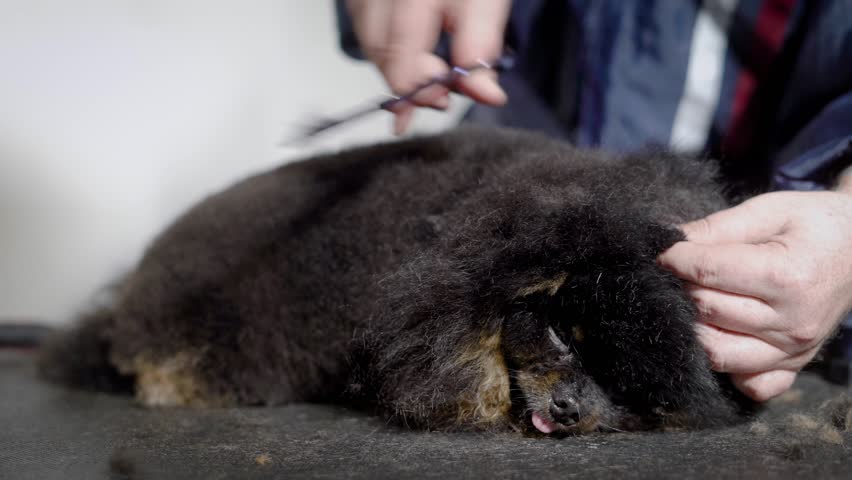 4k00 26groomer Is Performing Show Trim For Small Black Longhaired