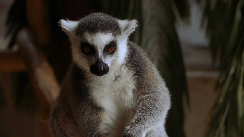 Header of lemur