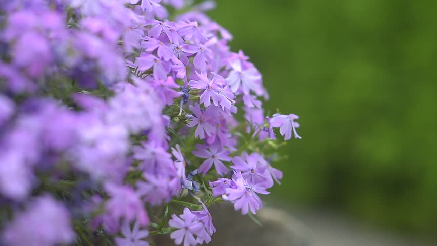 Header of gillyflower