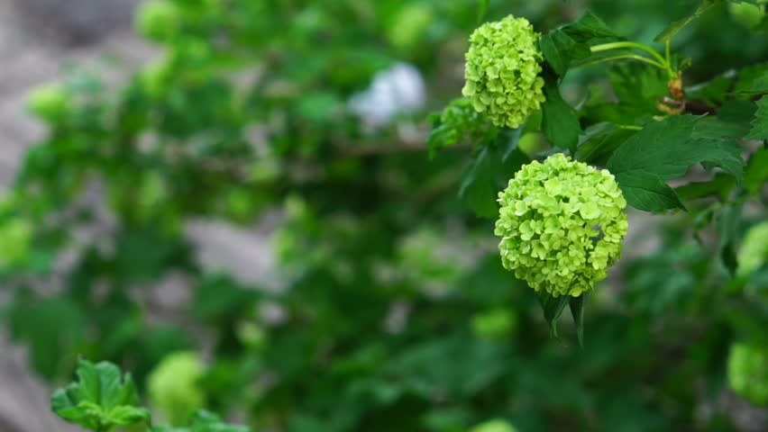 Header of inflorescence