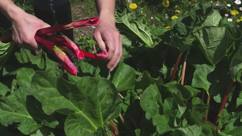 Rhabarber Ernten Stock Video Footage 4k And Hd Video Clips