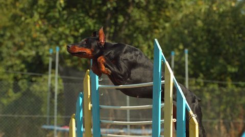 can doberman jump a fence