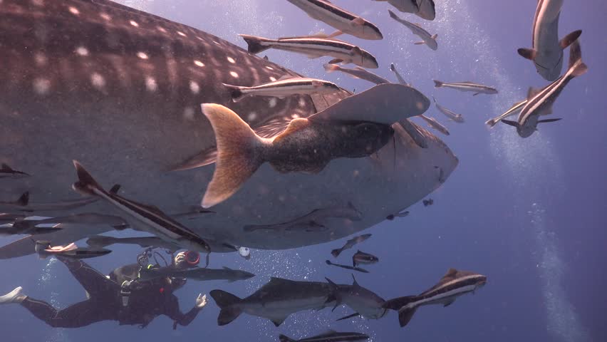 Header of sucker