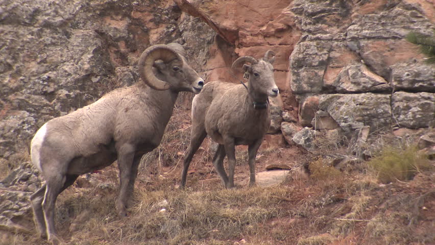 Video of man having sex with sheep the intelligible Can video of man having sex with sheep agree