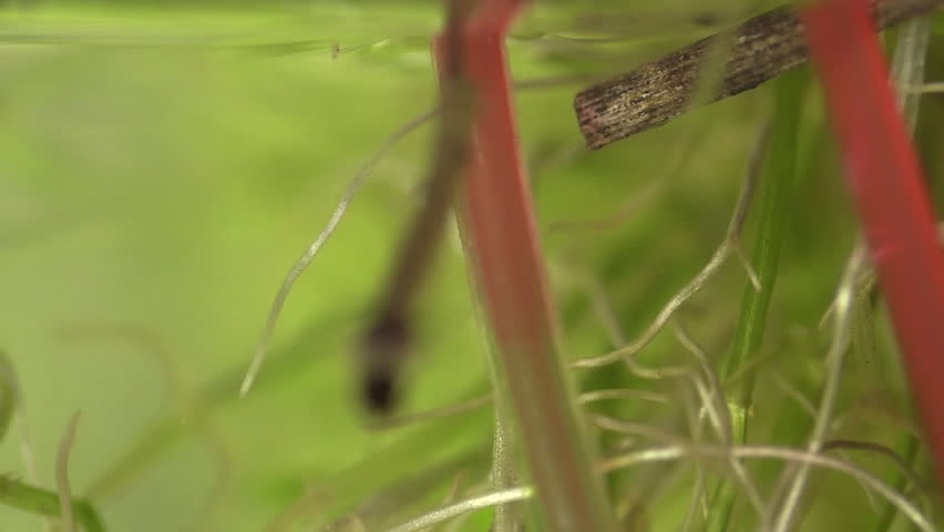 Header of wiggler
