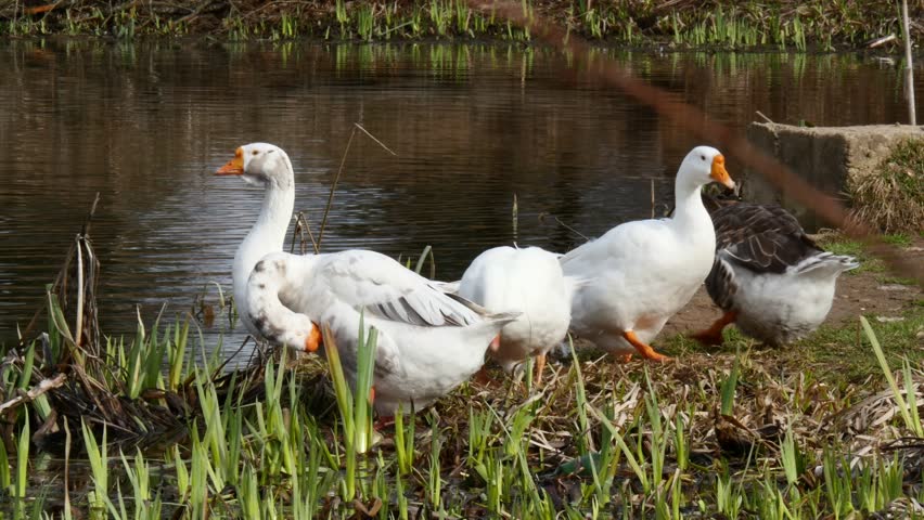 Geese swimming in a pond image - Free stock photo - Public Domain photo ...
