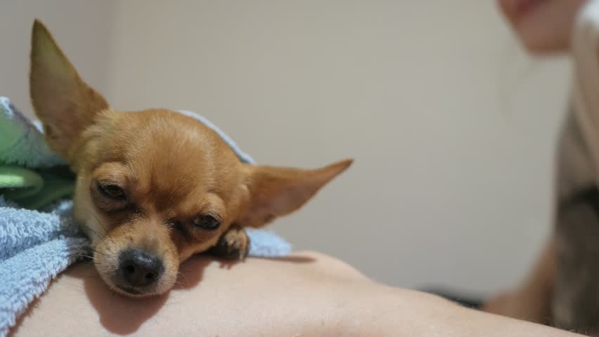 Two Different Dogs Are Very Stock Footage Video 100 Royalty