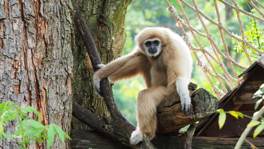 Gibbon Stock Video Footage - 4K and HD Video Clips | Shutterstock