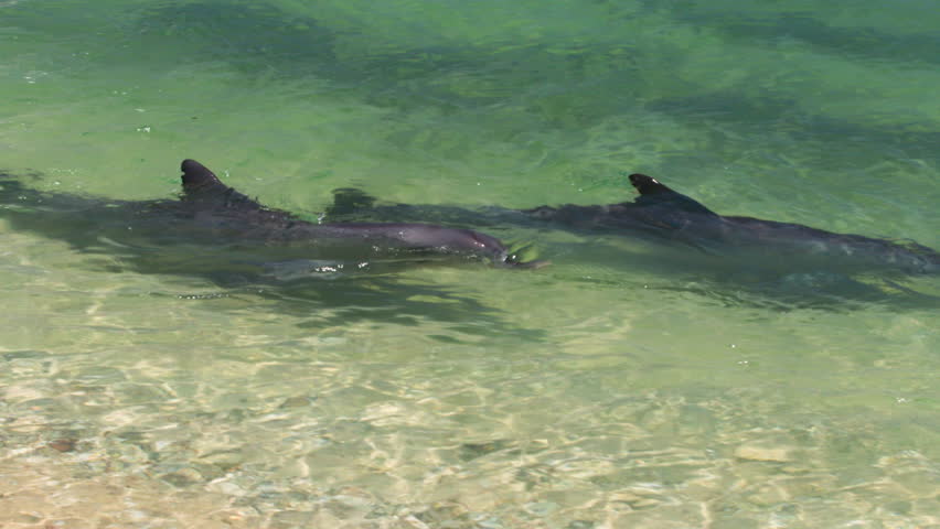 A medium shot of dolphins swimming under the water. Camera tracks the movement of the dolphin