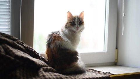 Cute Ginger Cat Maine Coon Stock Footage Video 100 Royalty Free