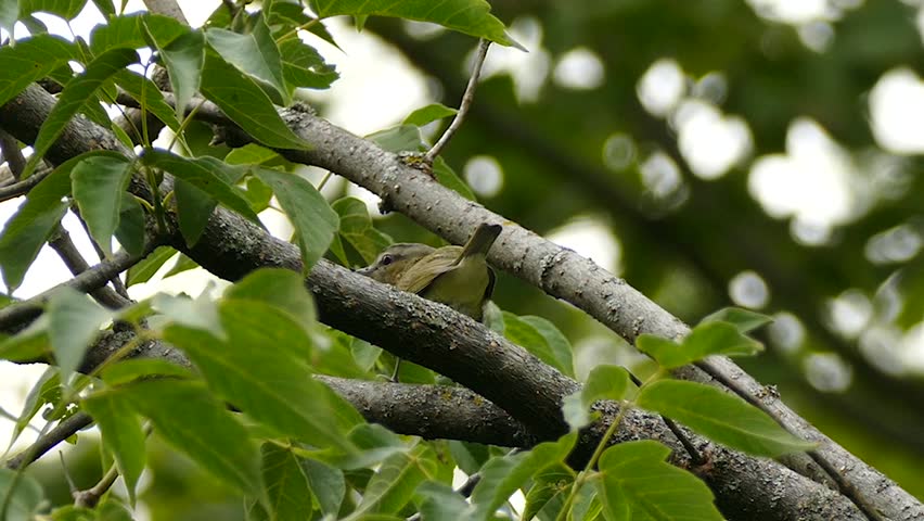 Header of vireo
