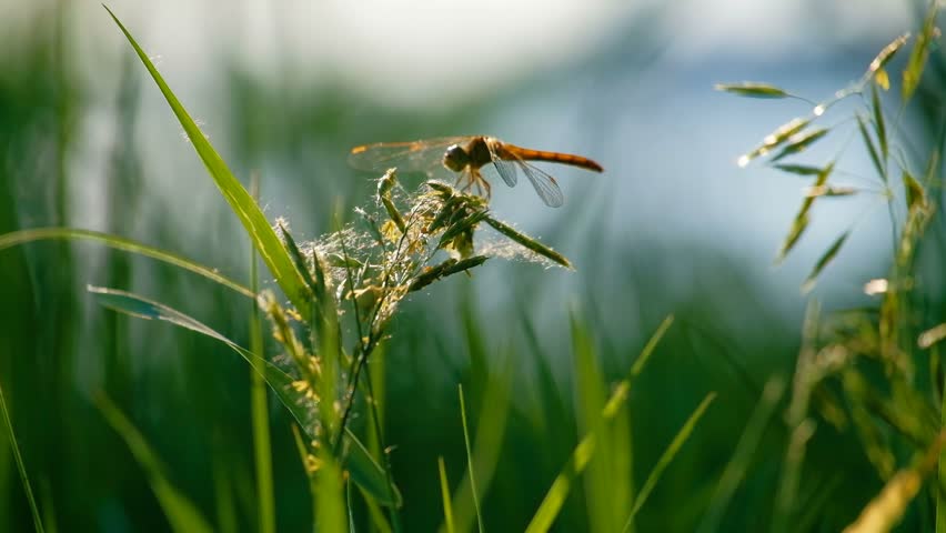 Damselfly on Blade of Grass image - Free stock photo - Public Domain ...