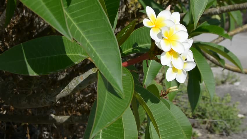 Plumeria Alba дерево