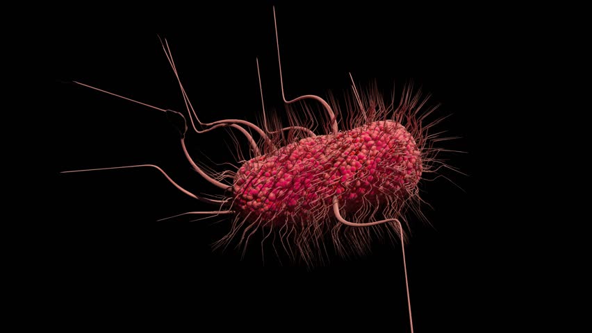 Coli Stock Video Footage - 4K and HD Video Clips | Shutterstock