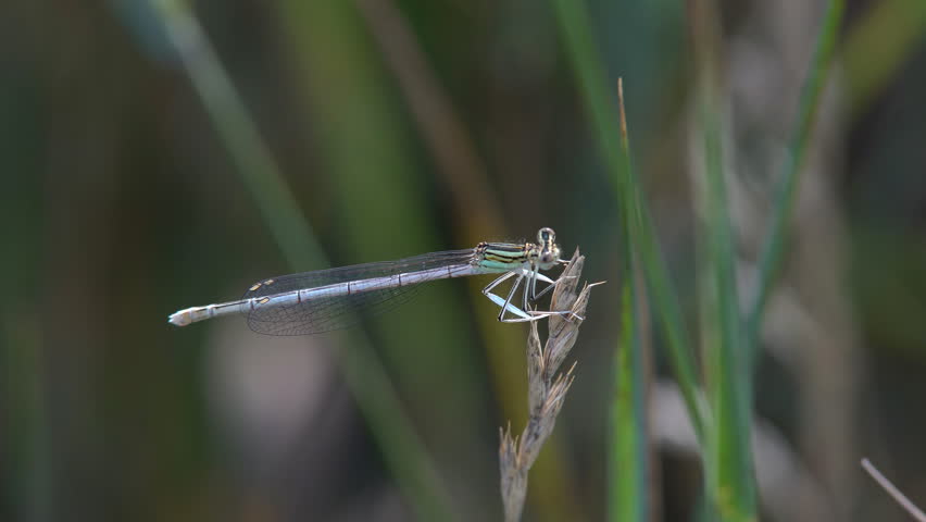 Damselfly on Blade of Grass image - Free stock photo - Public Domain ...