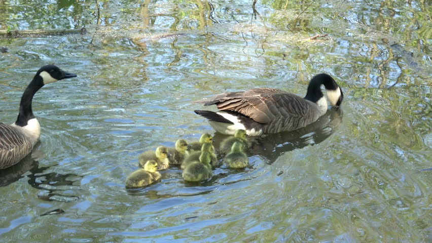 Family of Geese and Goslings swimming image - Free stock photo - Public ...