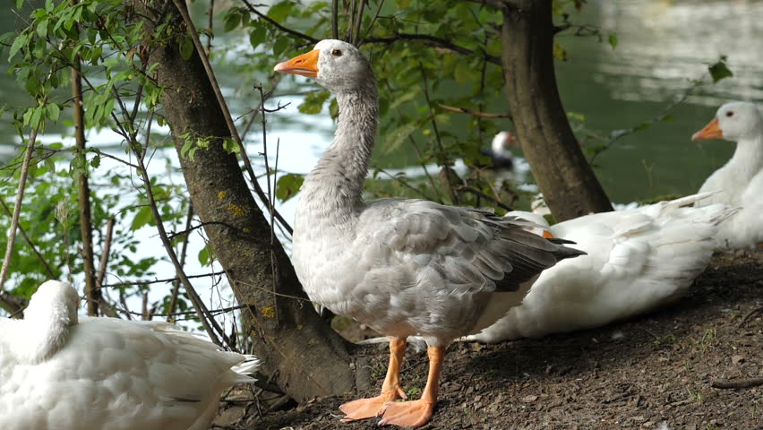 White Duck in the Water image - Free stock photo - Public Domain photo ...