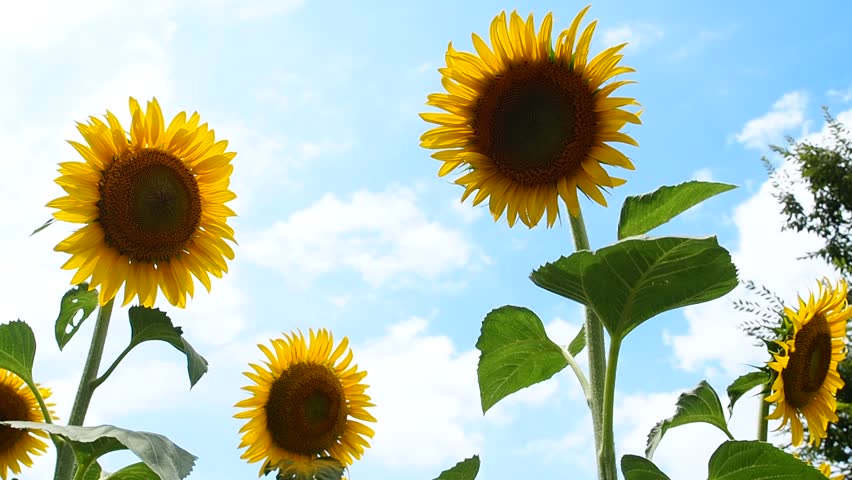 Blossoming sunflowers in the farm under the clouds image - Free stock