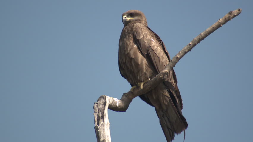 Rare Black Eagle Rescued From House In Palavakkam Chennai