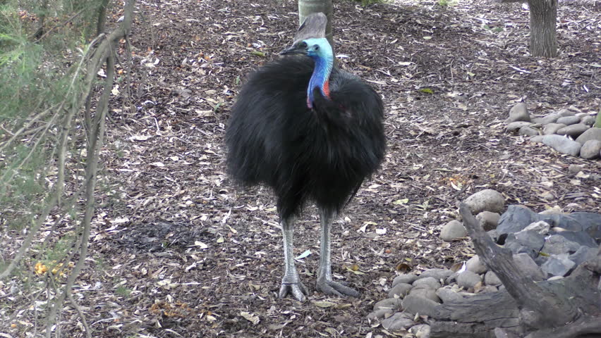 Cassowary Image - Free Stock Photo - Public Domain Photo - Cc0 Images