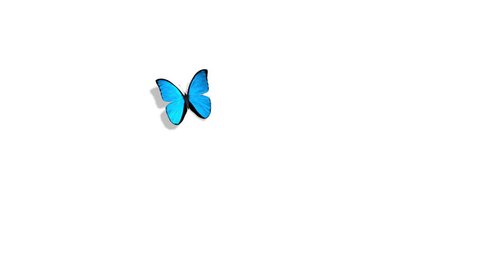 Morpho Menelaus Blue Butterfly Flying On Stock Footage Video (100%  Royalty-free) 1015156771 | Shutterstock