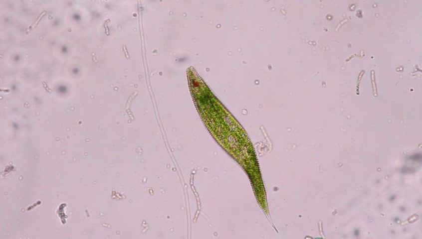  Euglena  Under  the Microscope  View Stock Footage Video 