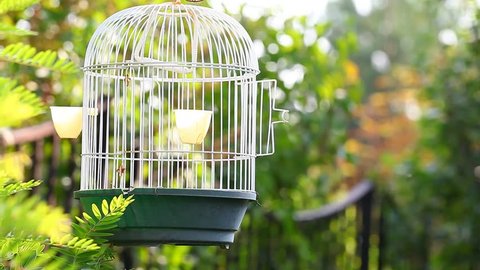 Antique Bird Cage Stock Video Footage 4k And Hd Video Clips
