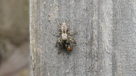 A Small Fence Post Jumping Spider Stock Footage Video 100 Royalty Free 1015967881 Shutterstock A Small Fence Post Jumping Spider Stock Footage Video 100 Royalty Free 1015967881 Shutterstock
