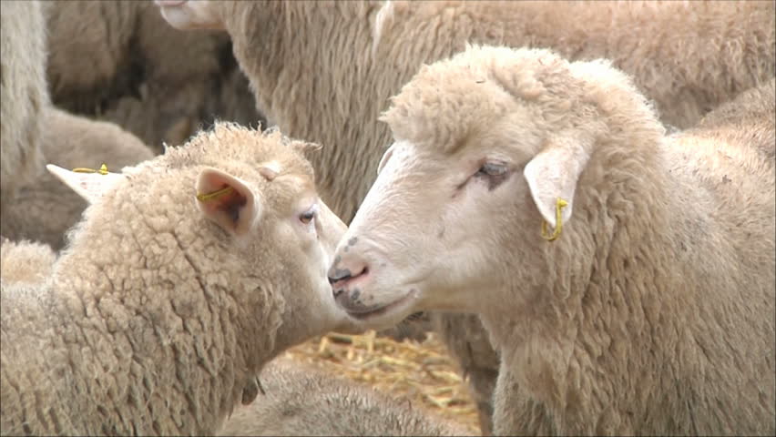 flock of sheep flock of sheep