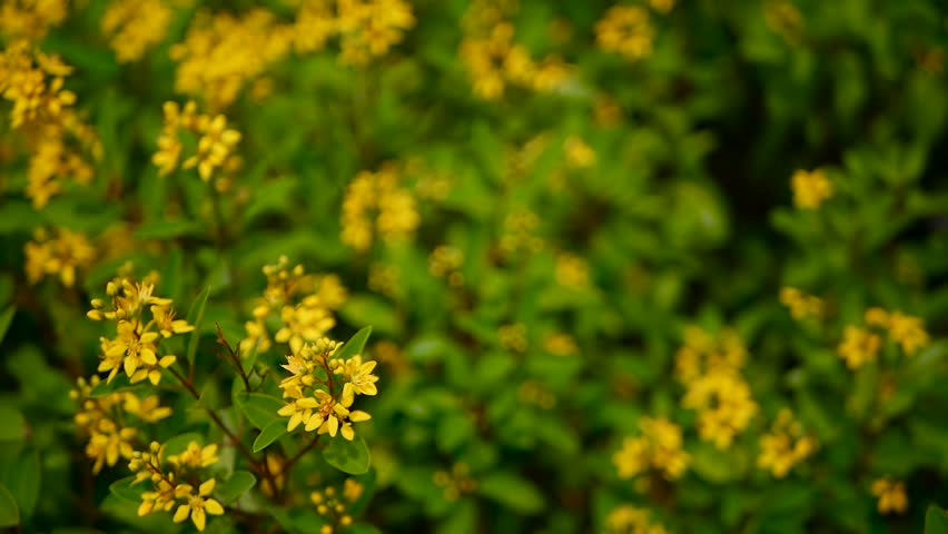 Spring Field Of Small Yellow Stock Footage Video 100 Royalty Free 1016512801 Shutterstock Spring Field Of Small Yellow Stock Footage Video 100 Royalty Free 1016512801 Shutterstock