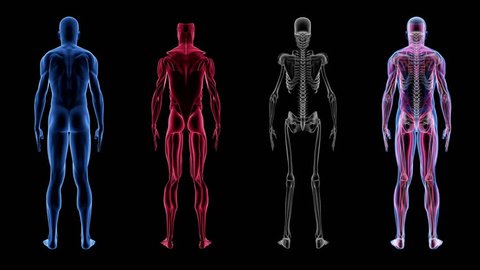 Human Male Anatomy 3d Animation Biology Stock Footage Video (100% Royalty-free) 1017109291 | Shutterstock Human Male Anatomy 3d Animation Biology Stock Footage Video (100% Royalty-free) 1017109291 | Shutterstock