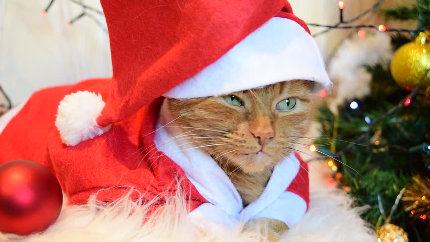 Red Cat In Christmas Hat Stock Footage Video 100 Royalty Free