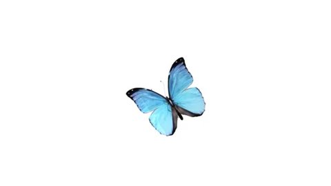 Butterfly Animation On White Background Stock Footage Video (100%  Royalty-free) 1018214821 | Shutterstock