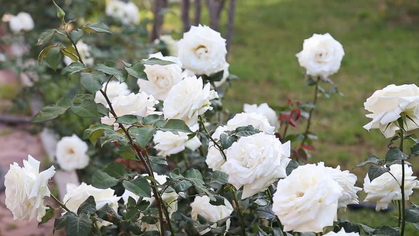 White Garden Rose Bush white roses blossom in natural garden. fresh white rose flowers White Garden Rose Bush white roses blossom in natural garden. fresh white rose flowers