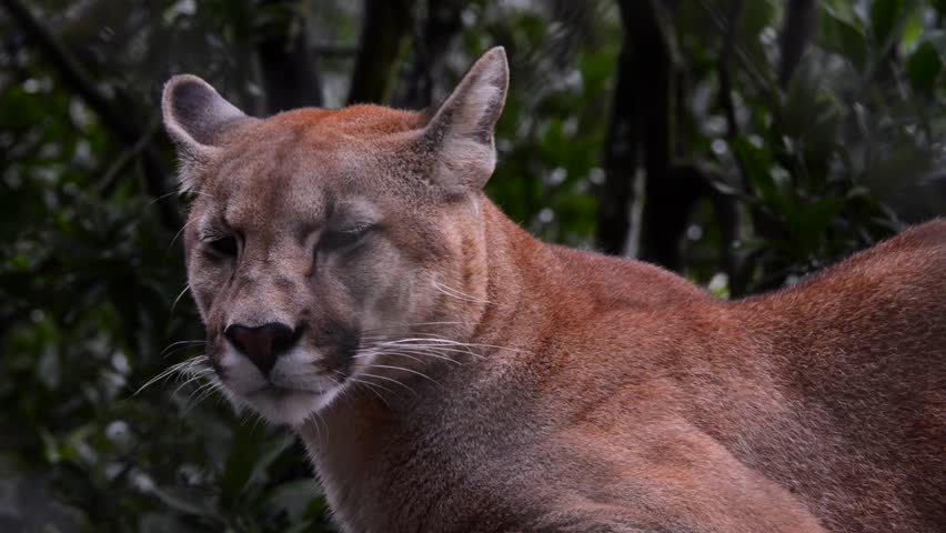Close up of a Pumas Stock Footage Video 
