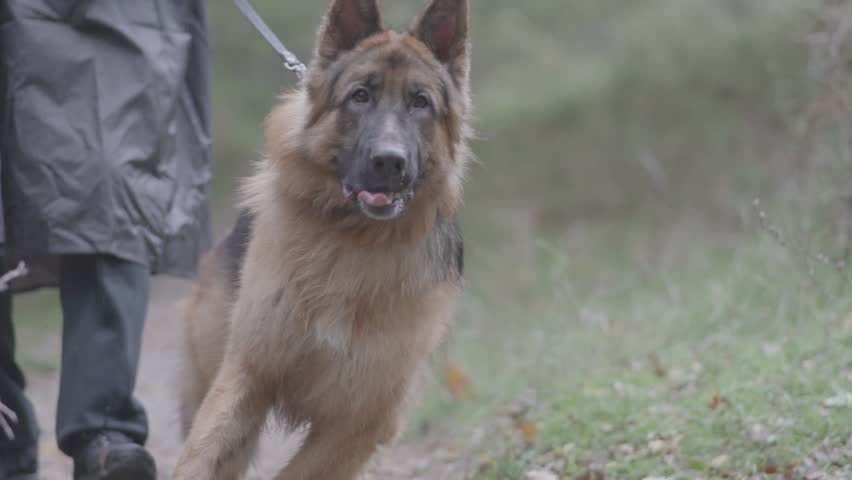 Long Haired German Shepherd Dog Stock Footage Video 100