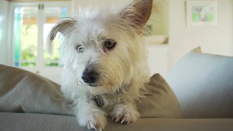 Cute York Terrier Getting Haircut Stockvideos Filmmaterial 100