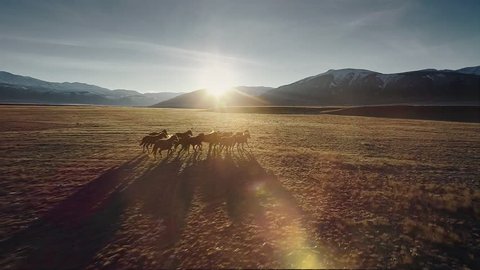 Wild Horses Stock Video Footage 4k And Hd Video Clips Shutterstock