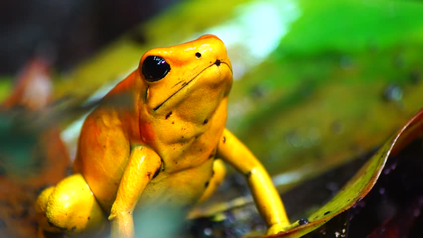 rainbow poison dart frog