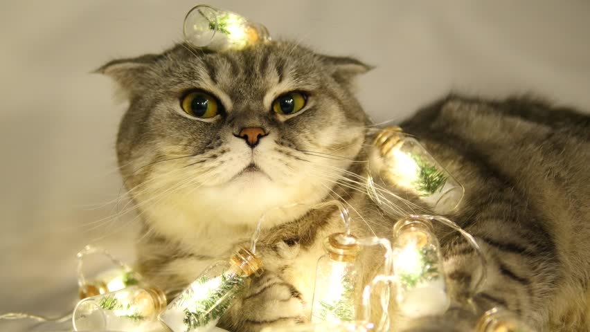 Dissatisfied Christmas Scottish Fold Cat Stock Footage Video 100