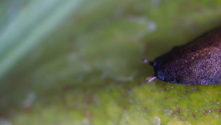 Slug field. Slug field