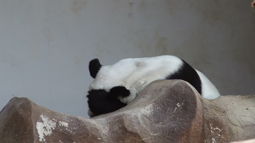 Panda Bear Sleeping on a rock image - Free stock photo - Public Domain ...