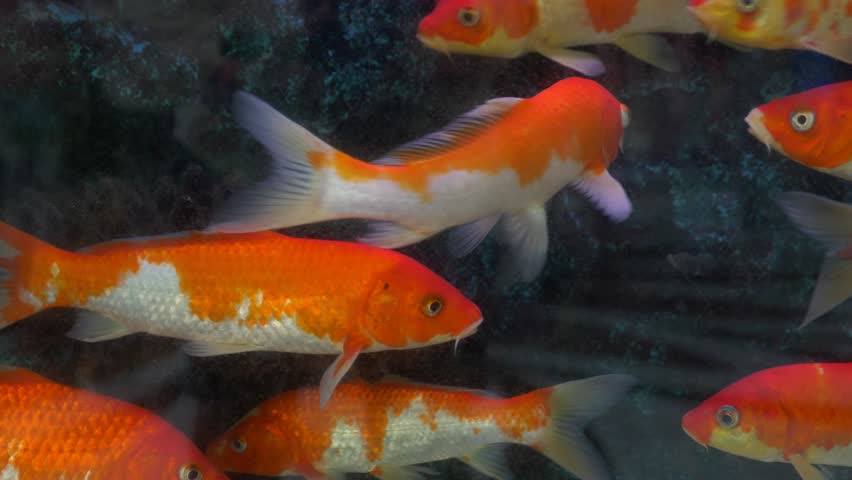 Beautiful Colorful Fish Mirror Carp Stock Footage Video 100